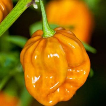 Хабанеро оранжевый семена перца позднего 3-4 см (Satimex СДБ)