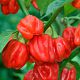 Хабанеро красный семена перца позднего 3-4 см (Satimex СДБ)