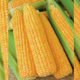 Голдей F1 семена кукурузы суперсладкой (SAIS)