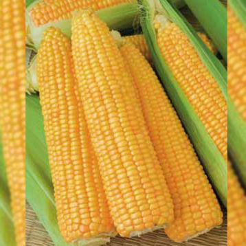 Голдей F1 семена кукурузы суперсладкой (SAIS)