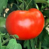 Рим F1 насіння томату дет. (SAIS)