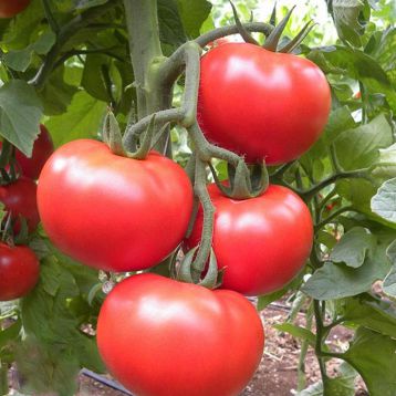 Тайп F1 насіння томату индет. (SAIS)