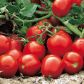 Апгрейд F1 семена томата дет. среднераннего 100-110 дн. слив. 75 гр. красный (Esasem)