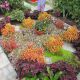 Бамбино Coral / Green насіння колеусу (Kitano Seeds)