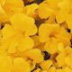 Гавайи Yellow снасіння губастику дражоване (Kitano Seeds)