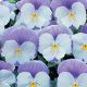 Диана Lavender семена фиалки ампельной (Kitano Seeds)