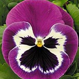 Династия Purple Bicolour семена фиалки (Kitano Seeds)