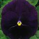 Династия Purple семена фиалки (Kitano Seeds)