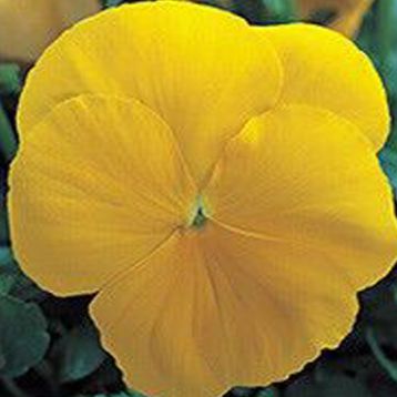 Династия Yellow семена фиалки (Kitano Seeds)