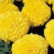 Кабери Yellow насіння чорнобривців американських (Kitano Seeds)