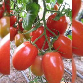 Рома семена томата дет. 56 дн. слив. 125 гр. красный (PPZ) НЕТ ТОВАРА