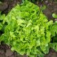 Дубачек семена салата тип Дуболистный раннего 50-55 дн. светло-зел. (Moravoseed)