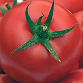 Редбері F1 (М1) насіння томату дет. (Erste Zaden)