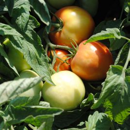 Імран F1 насіння томату дет.180-200 гр (Enza Zaden)