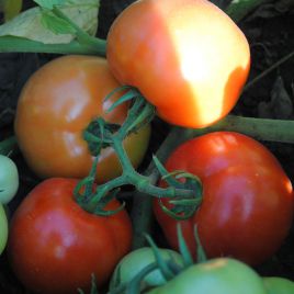 Лоджейн F1 насіння томату дет. середньораннього 160-200 гр (Enza Zaden)