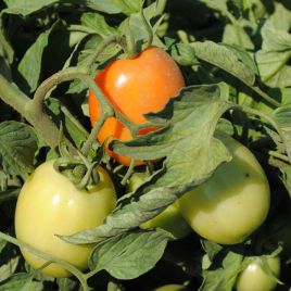 Морелія F1 насіння томату дет. 120-140 гр (Enza Задень)