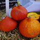 Оранж Саммер F1 семена тыквы тип Uchiki Kuri ранней 75-80дн. 1-1,5 кг (Enza Zaden)