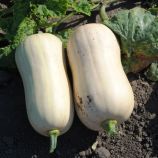 Тіана F1 Organic насіння гарбуза (Enza Zaden/Vitalis)