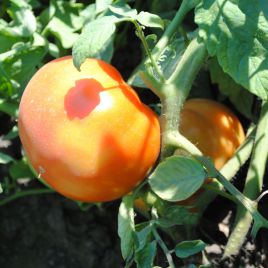 Усмань F1 семена томата дет. раннего 220-250 гр (Enza Zaden)