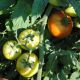Юсуф 408 F1 насіння томату дет. ранній 180-220 гр (Enza Zaden)