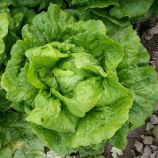 Галандер семена салата тип Ромэн среднераннего 65-75 дн. зел. (Moravoseed)