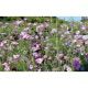 Деликейтс летние цветы на 7 кв. м семена цветочной смеси (Nova Flore)