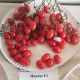 Мандат F1 насіння томата дет. чері (Moravoseed)