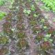 Овіред Organic насіння салату тип Ромен (Enza Zaden/Vitalis)