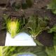 Овиред Organic семена салата тип Ромэн красн. (Enza Zaden/Vitalis) НЕТ ТОВАРА