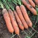 Марион F1 семена моркови Нантес (Moravoseed)
