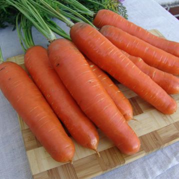 Анета F1 семена моркови Нантес (Moravoseed)