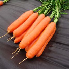Морковь Дарина