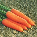 Ступицька семена моркови Нантес (Moravoseed)