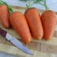 Катрин (Талисман) семена моркови Шантане среднепоздней 125-130 дн. 11-13 см (Moravoseed)