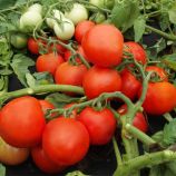 Далимил семена томата дет. среднего 110-115 дн. окр. 90-100 гр. красный (Moravoseed)
