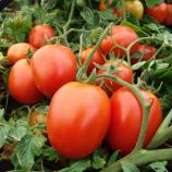 Галера (Самсон) семена томата дет. среднего 110-115 дн. 80-90 гр. окр.-удл. красный (Moravoseed)