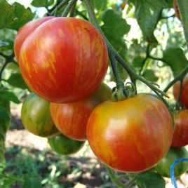 Дуо семена томата индет. среднего 115-125 дн. окр. 30-40 гр. полосатого (Moravoseed)