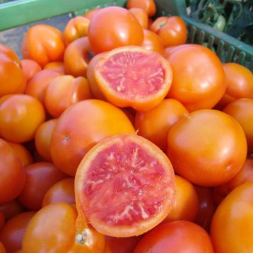 Златава семена томата индет. среднего 115-125 дн. окр. 80 гр. оранж. (Moravoseed)