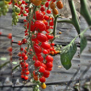 Мандат F1 насіння томата дет. чері (Moravoseed)