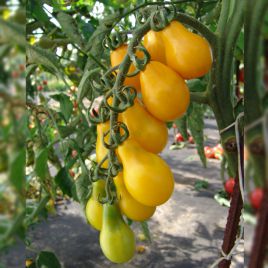 Перун семена томата индет. желтого (Moravoseed)