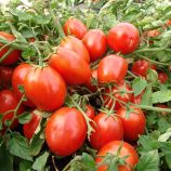 Терион (Одета) семена томата дет. среднего 70-85 дн. слив. 85-90 гр. красный (Moravoseed)