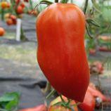 Хуго семена томата индет. среднепозднего 65-68 дн. перцев. 200 гр. красный (Moravoseed)
