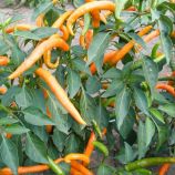 Кіліан насіння перцю гіркого тип Чіллі середнього 70-80 дн подовжений 9см зел / оранж (Semo)