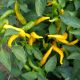 Крістіан насіння перцю гіркого тип Чіллі середнього 70-80 дн подовжений 9см зел / жовтий (Semo)