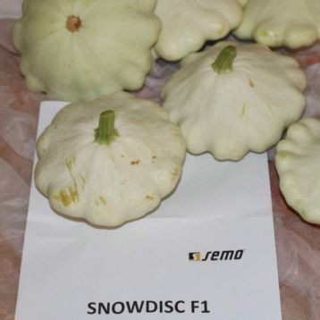 Сноудиск F1 семена патиссона (Semo)