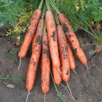 Ярана F1 семена моркови Нантес (Semo)