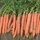 Ярана F1 семена моркови Нантес ранней 90-100 дн. 18-20 см (Semo)