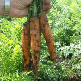 Йитка F1 семена моркови Берликум (Semo)