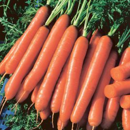 Йолана F1 семена моркови Нантес среднеранней 90-100 дн. 18-22 см (Semo)