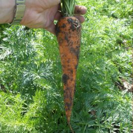 Кардила насіння моркви (Semo)